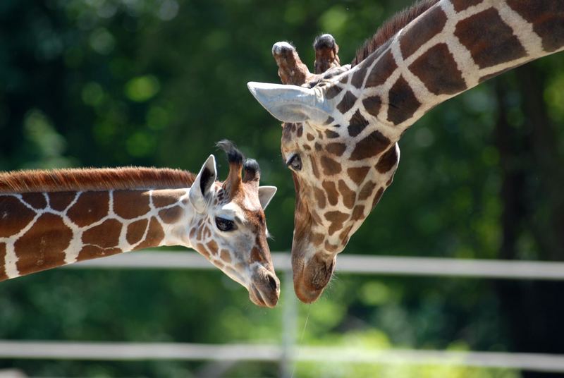 Besuch im Berliner ZOO....muß Liebe schööön sein....