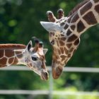 Besuch im Berliner ZOO....muß Liebe schööön sein....