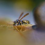 Besuch im Bienenland