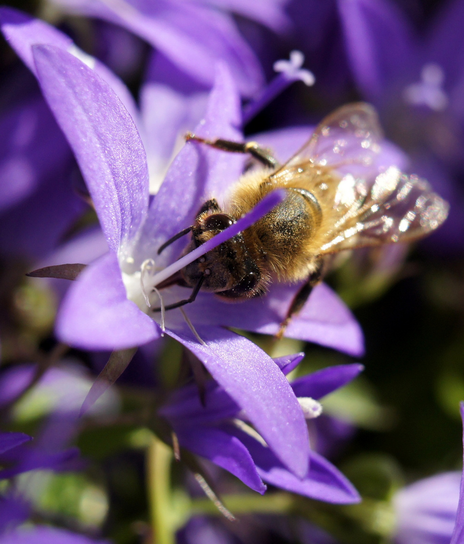 Besuch im Blau