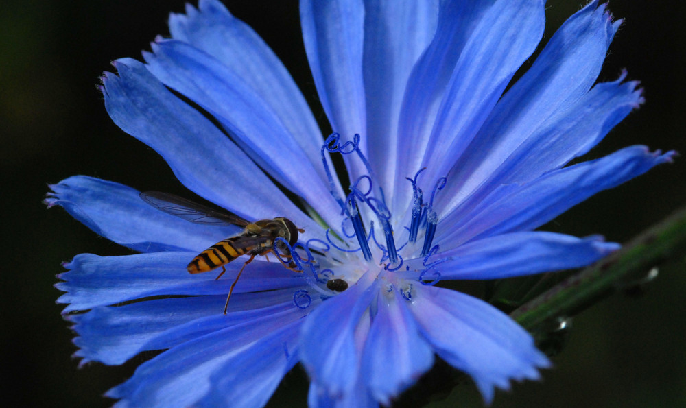 Besuch im blauen Wunderland