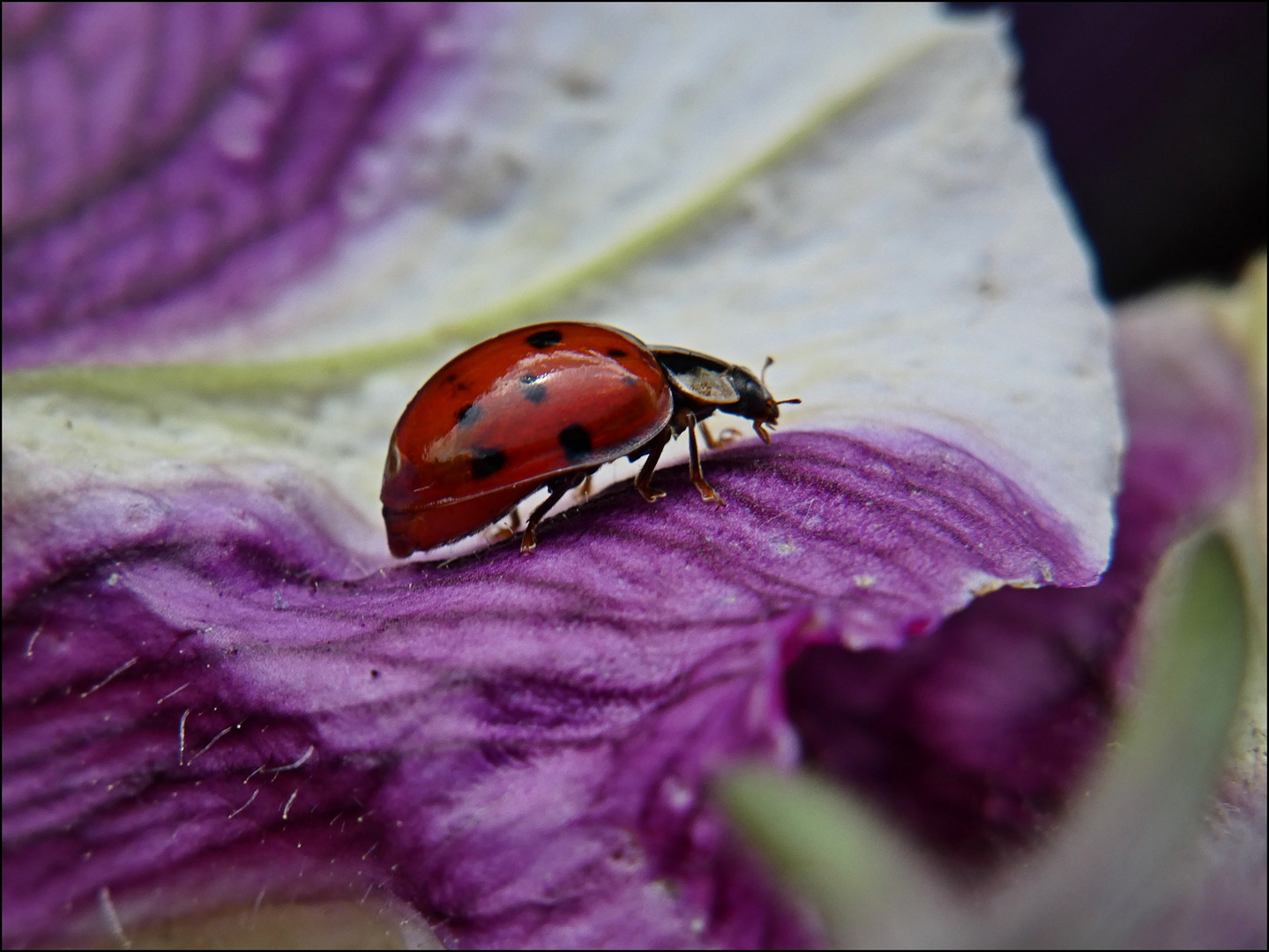 Besuch im Blumenkasten