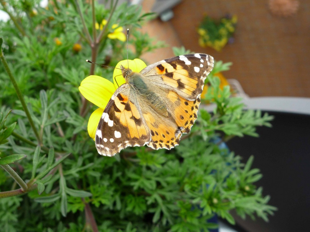 Besuch im Blumenkasten