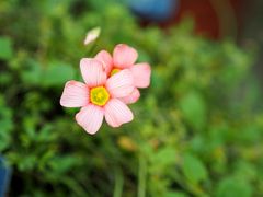 Besuch im botanischen Garten 01