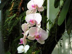 Besuch im botanischen Garten 02