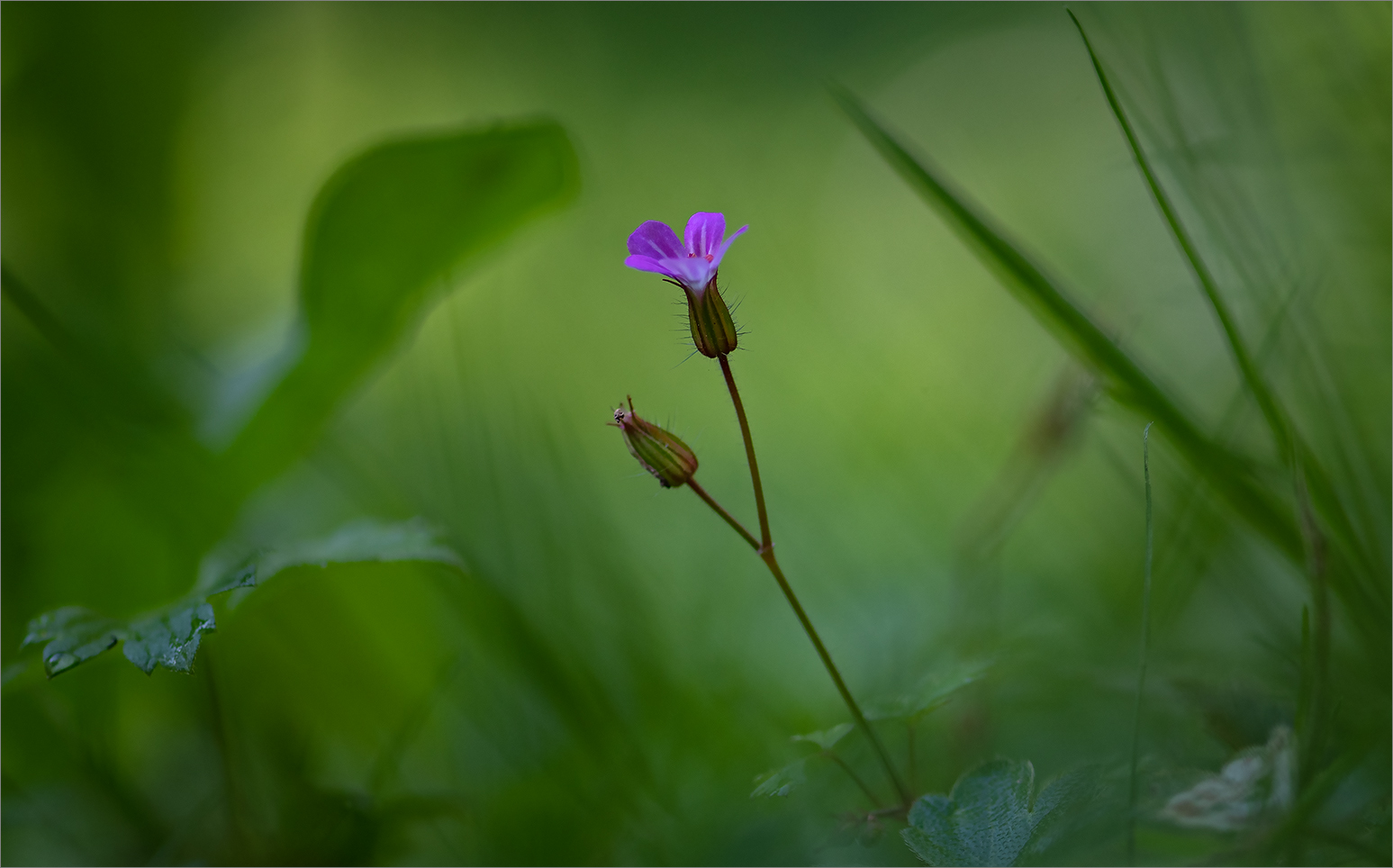 Besuch im Botanischen Garten   . . .   1.