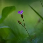 Besuch im Botanischen Garten   . . .   1.