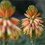 Besuch im Botanischen Garten 2