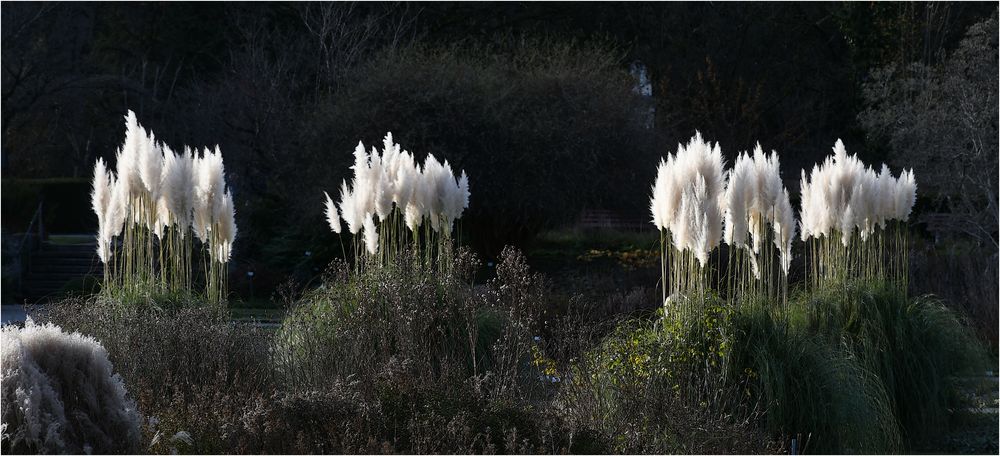 Besuch im Botanischen Garten 3  -Gräser - Parade-