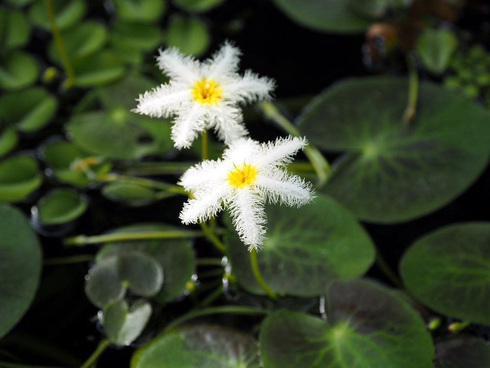 Besuch im botanischen Garten-3240081