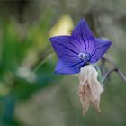 Besuch im Botanischen Garten   . . .   4.