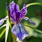 Besuch im Botanischen Garten, Bochum 1