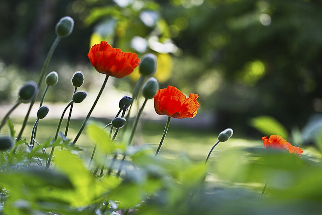 Besuch im Botanischen Garten, Bochum 2