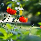 Besuch im Botanischen Garten, Bochum 2