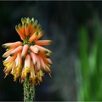 Besuch im Botanischen Garten