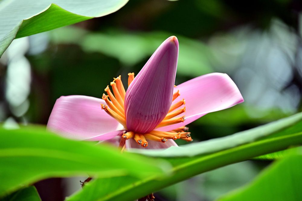 Besuch im botanischen Garten-DSC_0184K