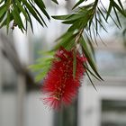 Besuch im botanischen Garten-DSC_0207K