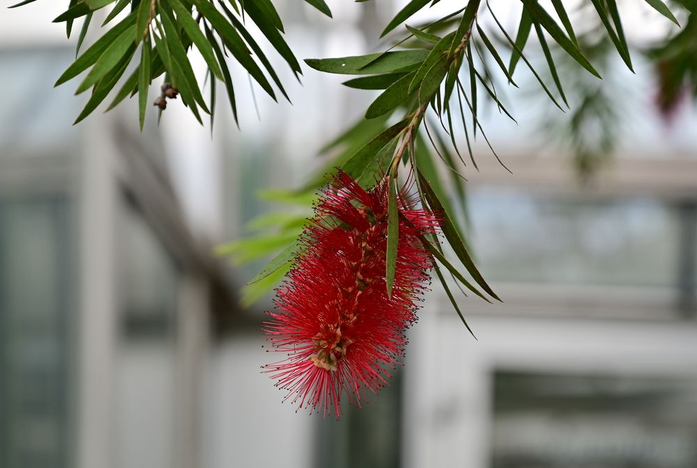 Besuch im botanischen Garten-DSC_0207K