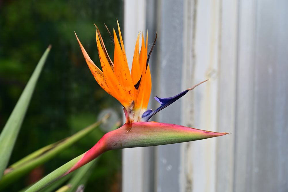 Besuch im botanischen Garten-DSC_0211