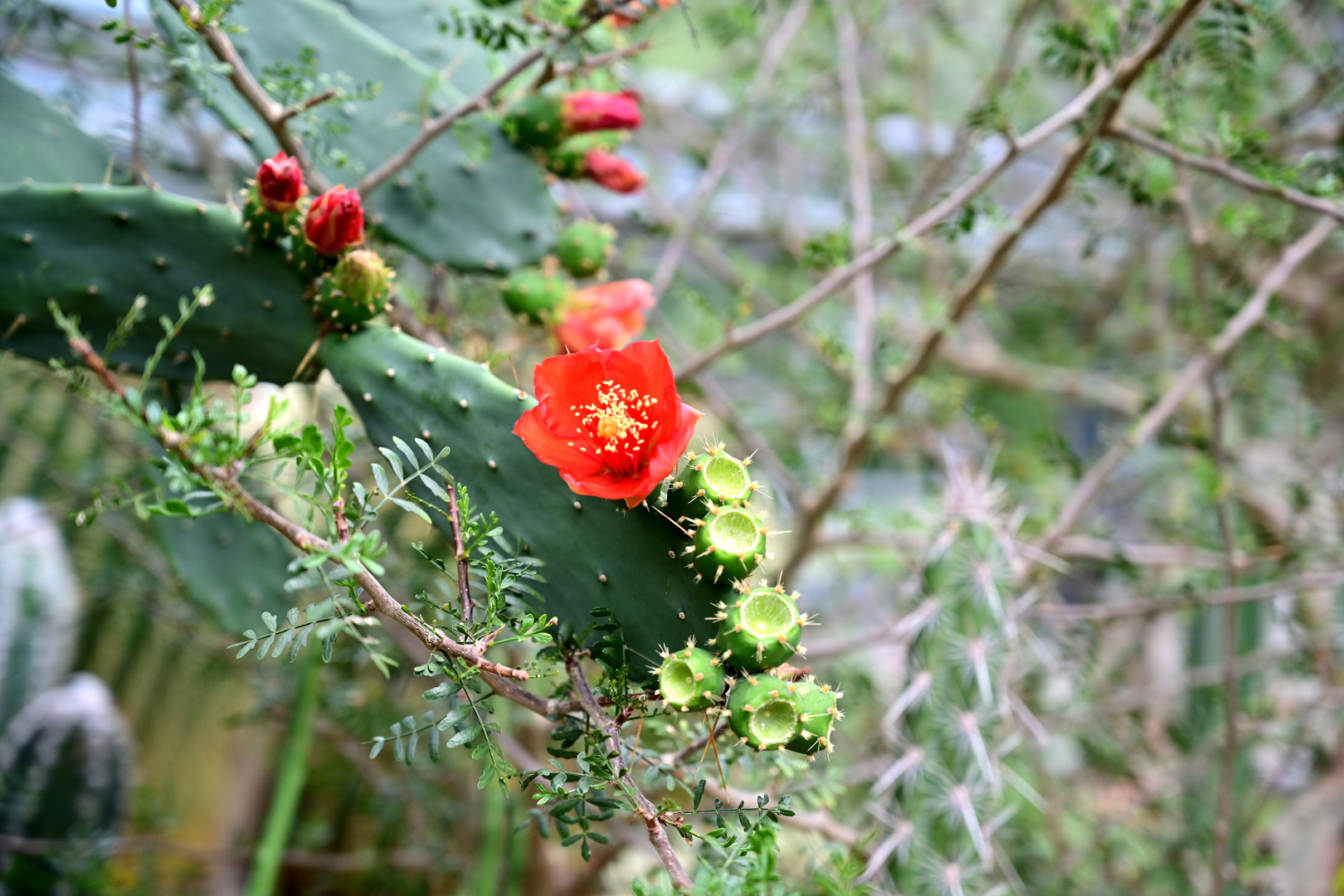 Besuch im botanischen Garten-DSC_0241