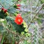 Besuch im botanischen Garten-DSC_0241