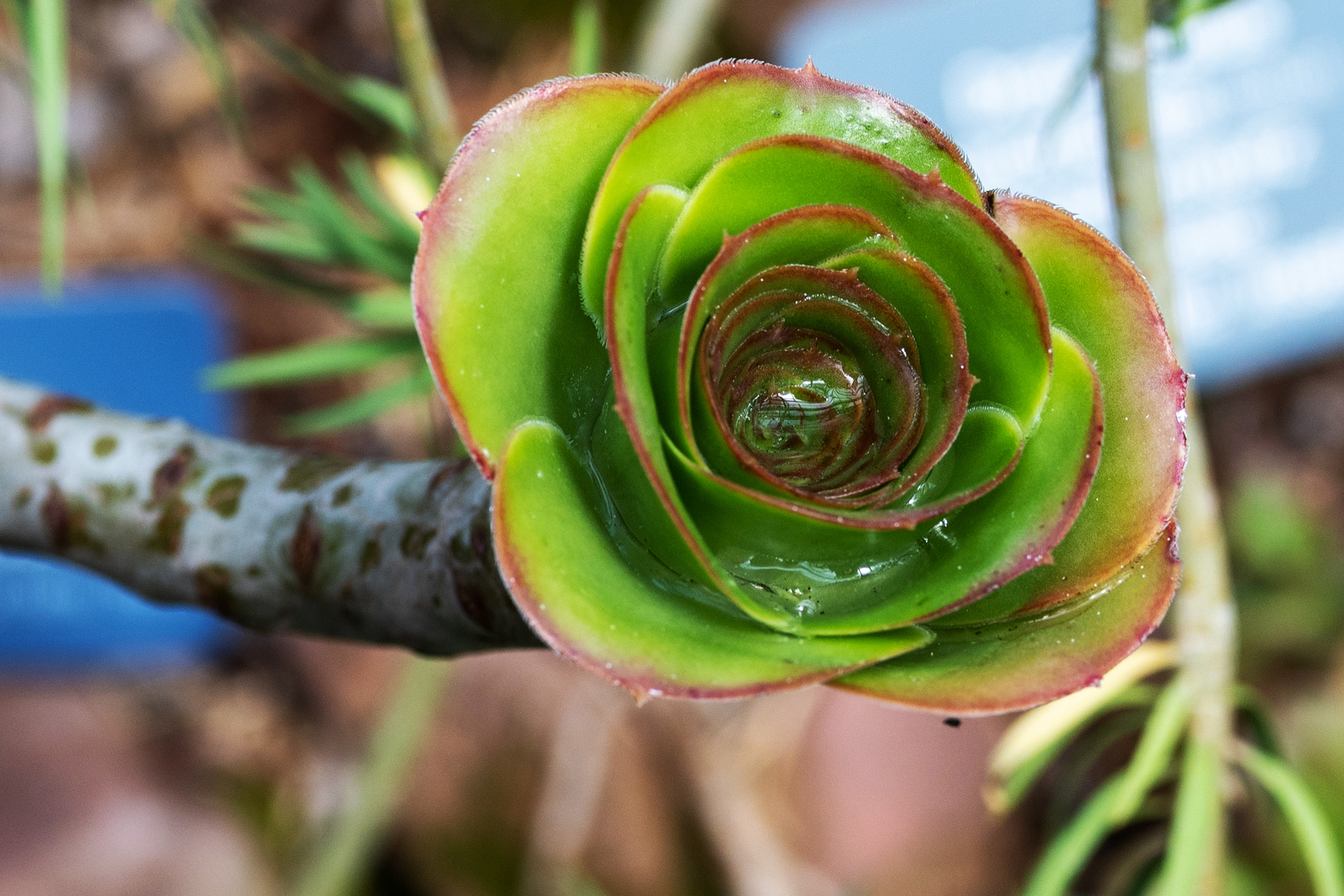 Besuch im botanischen Garten - DSC_0662