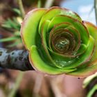 Besuch im botanischen Garten - DSC_0662