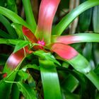 Besuch im botanischen Garten-DSC_0663