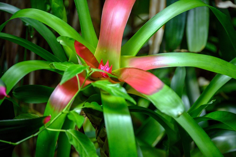 Besuch im botanischen Garten-DSC_0663