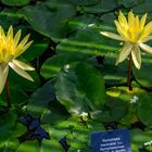 Besuch im botanischen Garten-DSC_0830