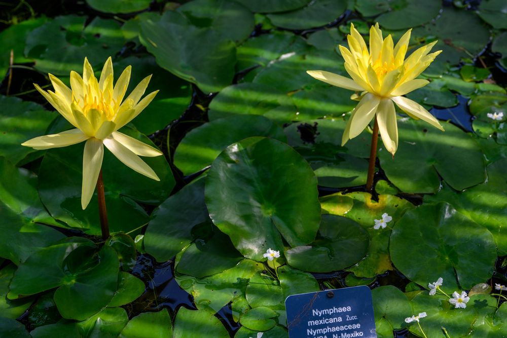 Besuch im botanischen Garten-DSC_0830