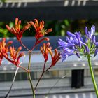 Besuch im botanischen Garten-DSC_0865