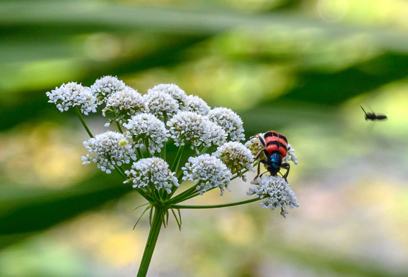 Besuch im botanischen Garten-DSC_0921