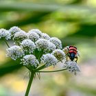 Besuch im botanischen Garten-DSC_0921