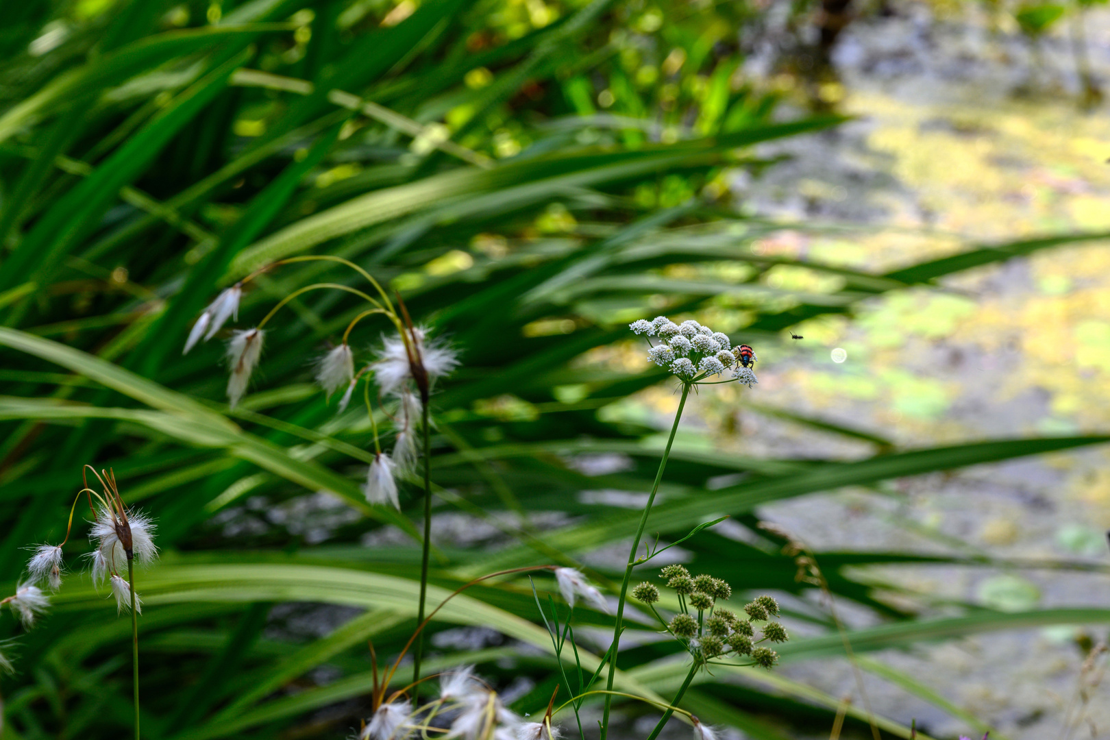 Besuch im botanischen Garten-DSC_0921