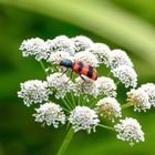 Besuch im botanischen Garten-DSC_0940