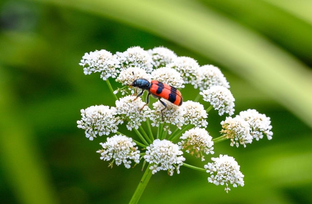 Besuch im botanischen Garten-DSC_0940