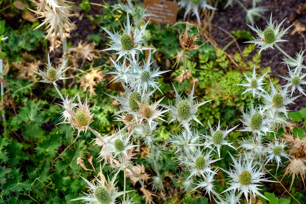 Besuch im botanischen Garten--DSC_0942