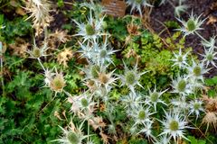 Besuch im botanischen Garten--DSC_0942