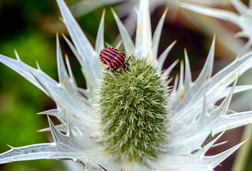 Besuch im botanischen Garten-DSC_0946