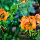 Besuch im botanischen Garten-DSC_0958