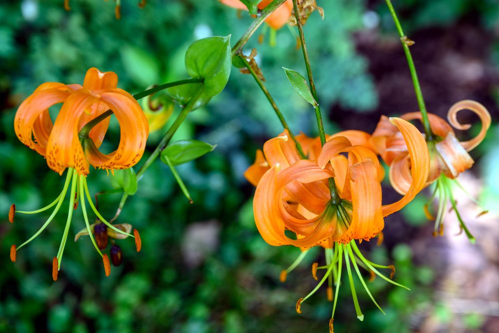 Besuch im botanischen Garten-DSC_0958