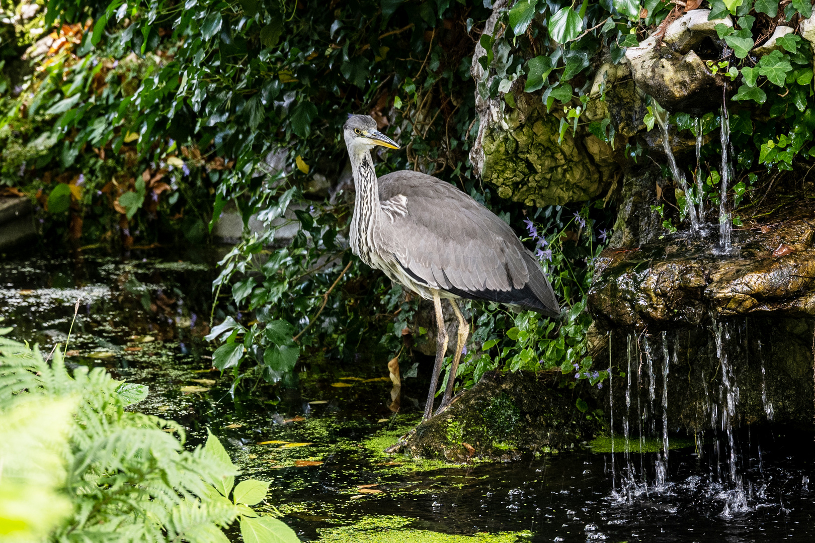 Besuch im botanischen Garten - DSC_9284