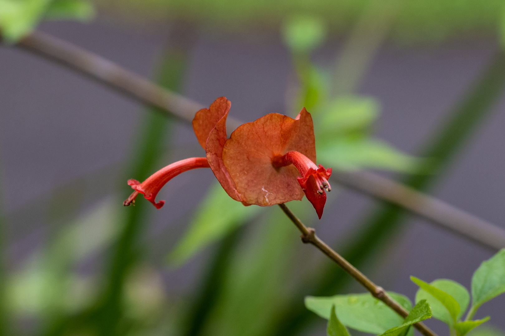 Besuch im botanischen Garten - DSC_9380