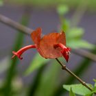 Besuch im botanischen Garten - DSC_9380