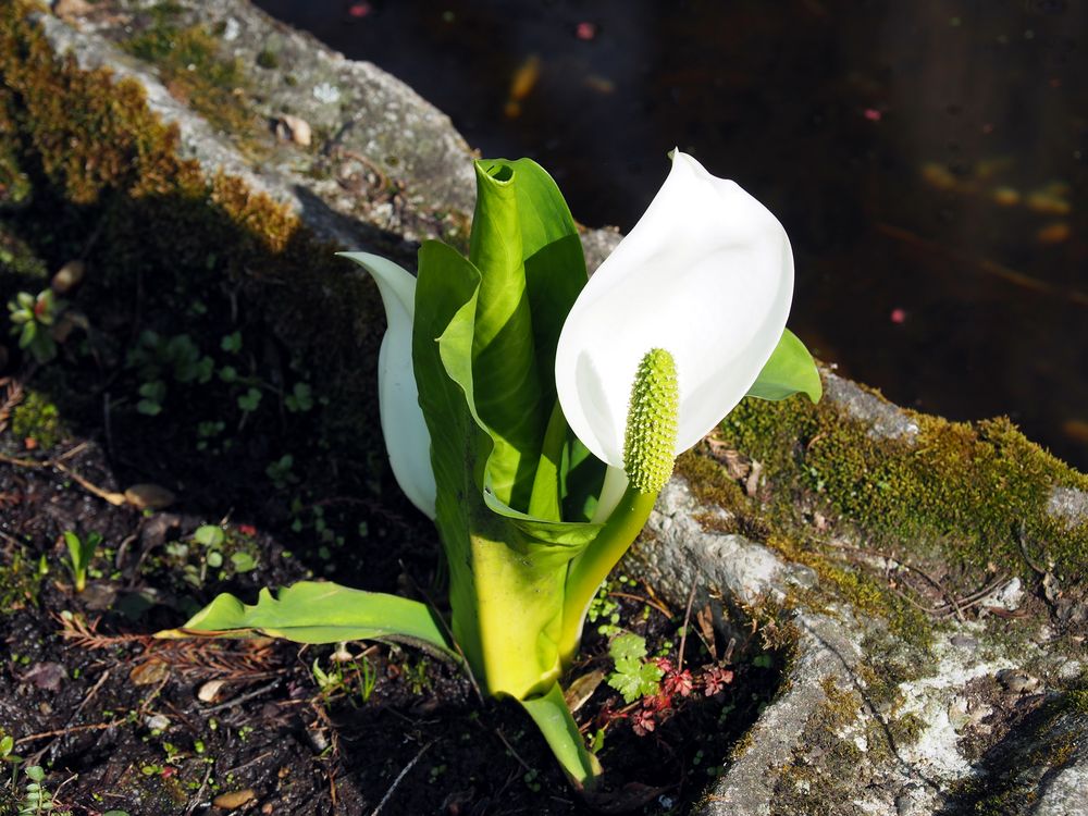 Besuch im botanischen Garten-P3240027