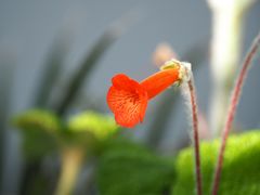 Besuch im botanischen Garten-P3240070