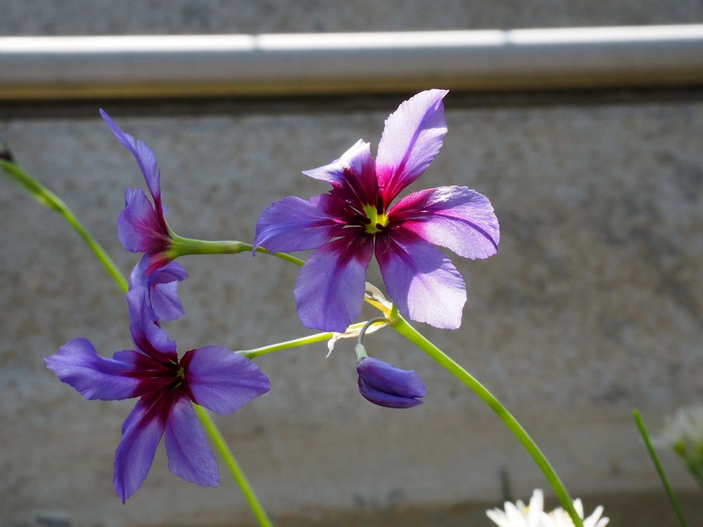 Besuch im botanischen Garten-P3240078