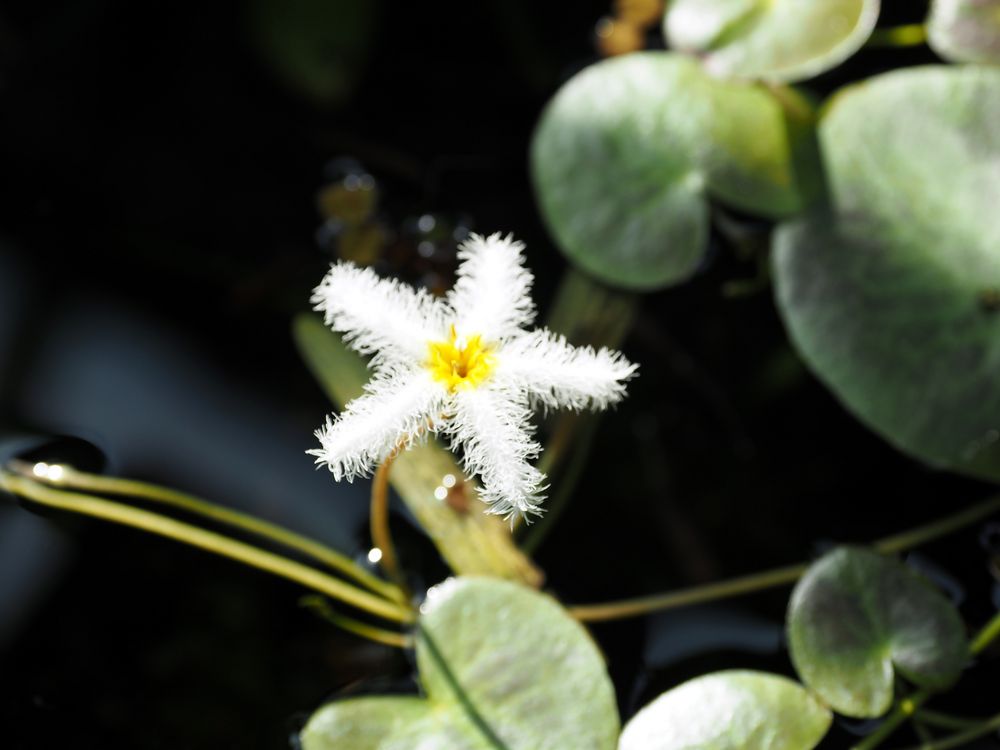 Besuch im botanischen Garten-P3240082