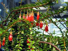 Besuch im botanischen Garten-P3240096